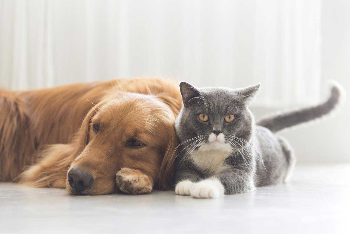 about our veterinary practice Riverside Ca 