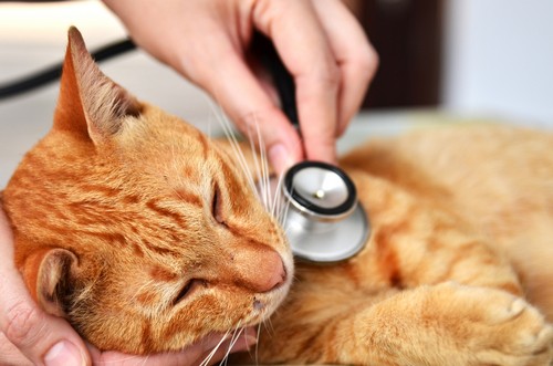 veterinary services Riverside Ca 